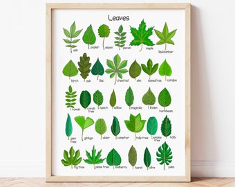 May include: A chart with illustrations of different types of leaves and their corresponding names. The chart is titled "Leaves" and includes leaves such as ash, poplar, aspen, pecan, maple, liquidambar, birch, oak, lilac, chestnut, elm, sassafras, catalpa, rowan, carob tree, beech, willow, magnolia, linden, hornbeam, gum tree, ginkgo, alder, camphor, tulip tree, smoke tree, holly, fig tree, plane tree, mulberry, laurel, olive, and palm.