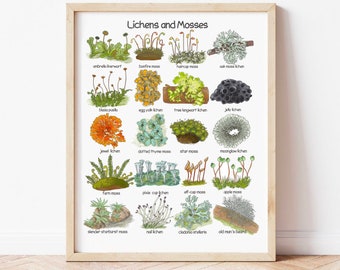 Lichens & Mosses Digital Print Nature Educational Posters Charlotte Mason Downloadable Prints Montessori Classroom Poster Printable Wall Art