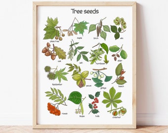 May include: A colorful illustrated chart showing the seeds of various trees, including maple, birch, plane tree, oak, ash, hornbeam, alder, liquidambar, pecan, beech, ginkgo, rowan, linden, holly, and chestnut.