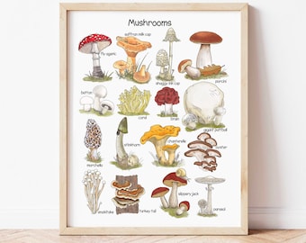 Mushroom Poster Homeschool Educational Posters for Toddlers Nature Study Printable Resources Preschool Artwork Downloadable Prints for Kids