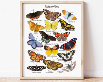 May include: A colorful chart featuring illustrations of 15 different types of butterflies with their names listed below each image. The butterflies are depicted with realistic detail and vibrant colors, including shades of blue, red, orange, yellow, black, and white.