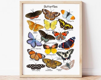 Butterfly Poster Nature Educational Posters Charlotte Mason Downloadable Prints Montessori Classroom Poster Homeschool Learning Materials