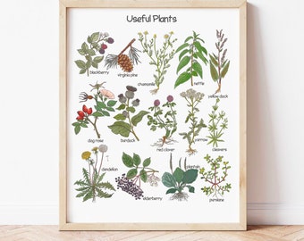 Useful Plants Poster Kitchen Medicine Poster Charlotte Mason Classroom Decor Montessori Playroom Wall Art Botanical Downloadable Prints