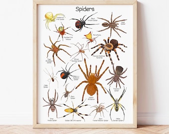 Spider Poster Educational Classroom Decor Halloween Spider Wall Art Identification Downloadable Prints Playroom Printable Art Prints