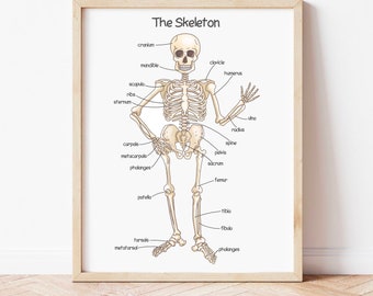 Human Skeleton Poster for Kids Human Bones Downloadable Prints Montessori Toddler Educational Posters Printable Homeschool Classroom Decor