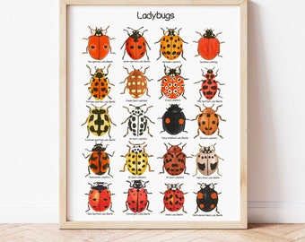 Ladybugs Poster Educational Wall Art for Kids Lady Beetles Classroom Art Print Ladybirds Montessori Posters Nature Study Homeschool Prints