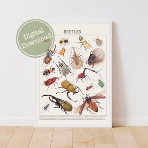 Beetle Poster - Herunterladbare Drucke, Montessori Materialien für Homeschool, druckbare Lerndrucke