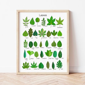 Affiche de feuilles d'arbres pour l'école à la maison, affiches éducatives Montessori, imprimable pour salle de classe, apprentissage de l'art mural pour chambre d'enfant, impression téléchargeable
