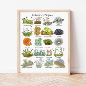 Licheni e muschi Stampa digitale Natura Poster educativi Charlotte Mason Stampe scaricabili Poster per aule Montessori Arte murale stampabile