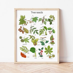 Tree Seeds Poster Homeschool Educational Posters Montessori Downloadable Prints Charlotte Mason Playroom Wall Decor Leaves Preschool Posters