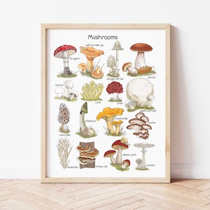 Póster de hongos Pósteres educativos para la educación en el hogar para niños pequeños Estudio de la naturaleza Recursos imprimibles Ilustraciones preescolares Impresiones descargables para niños