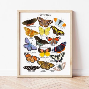 Butterfly Poster Nature Educational Posters Charlotte Mason Downloadable Prints Montessori Classroom Poster Homeschool Learning Materials