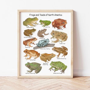 Frogs and Toads of North America Educational Poster Charlotte Mason Downloadable Prints Nature Homeschool Learning Poster for Toddlers