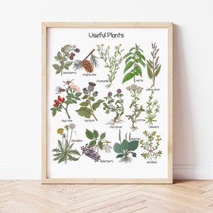 Nützliche Pflanzen Poster Küche Medizin Poster Charlotte Mason Klassenzimmer Dekor Montessori Spielzimmer Wandkunst Botanische Drucke