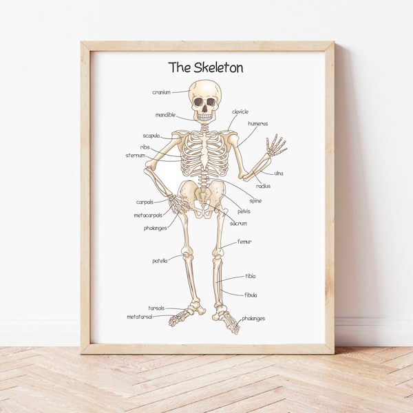 Human Skeleton Poster for Kids Human Bones Downloadable Prints Montessori Toddler Educational Posters Printable Homeschool Classroom Decor