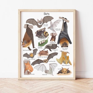 Puede incluir: Un gráfico ilustrado de diferentes tipos de murciélagos, incluyendo el murciélago de orejas largas grises, el murciélago de nariz larga menor, el murciélago gris, el murciélago abejorro, el murciélago blanco hondureño, el murciélago marrón grande, el murciélago de pelo plateado, el zorro volador de cabeza gris, el murciélago de tejas libres mexicano, el murciélago de orejas de embudo mexicano, el pequeño murciélago marrón, el murciélago de alas amarillas, el murciélago de la cueva, el murciélago rojo y el murciélago vampiro.