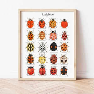 Poster educativo da parete con coccinelle per bambini Lady Beetles Classroom Art Print Coccinelle Poster Montessori Studio sulla natura Stampe homeschool