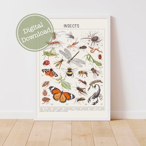 Impressions téléchargeables insectes affiche éducative Montessori école à la maison salle de classe préscolaire matériel d'apprentissage décor