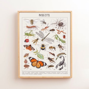 Insekten Lernposter Klassenzimmer Poster Montessori Dekor Homeschool Vorschule Lernen Herunterladbare Drucke