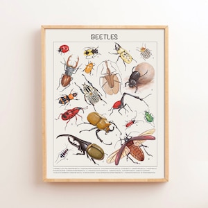 Käfer Lernposter Homeschool Herunterladbare Drucke Vorschule Montessori Klassenzimmer Poster