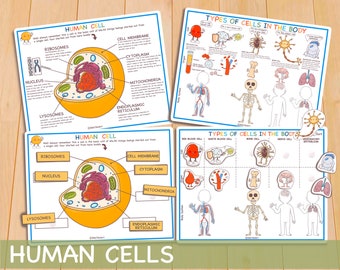 Hyman Body Cell Preschool Activities, Printable Homeschool Anatomy Activity, Toddler Busy Book Worksheets