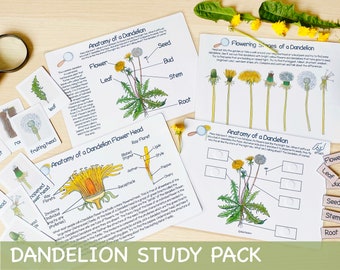 Dandelion Unit Study Charlotte Mason Learning Materials Botanical Busy Binder Farmhouse Homeschool Printable Nature Study Activity for Kids