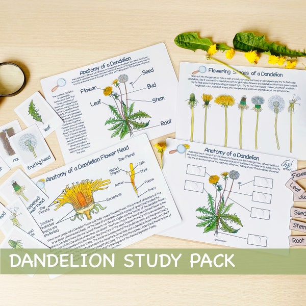 Dandelion Unit Study Charlotte Mason Learning Materials Botanical Busy Binder Farmhouse Homeschool Printable Nature Study Activity for Kids