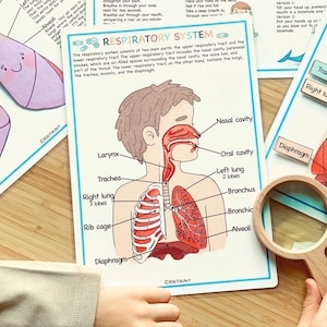 Respiratory System Bundle Human Anatomy Preschool Worksheets Toddler Activities Homeschool Educational Printables Human Body Learning image 4