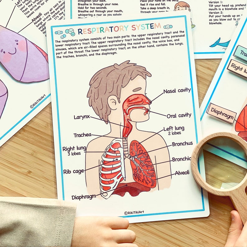 Respiratory System Bundle Human Anatomy Preschool Worksheets Toddler Activities Homeschool Educational Printables Human Body Learning image 4