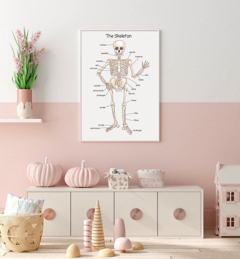 K&ouml;nnte beinhalten: Ein druckbarer Poster mit einer beschrifteten Illustration des menschlichen Skeletts. Das Poster ist gerahmt und h&auml;ngt an einer hellrosa Wand in einem Raum mit einem wei&szlig;en Regal und einer wei&szlig;en Kommode.