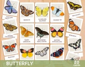 Butterfly Flash Cards Montessori Printable Homeschool Resources Toddler Flashcards Butterfly Study Nature Educational Montessori Materials