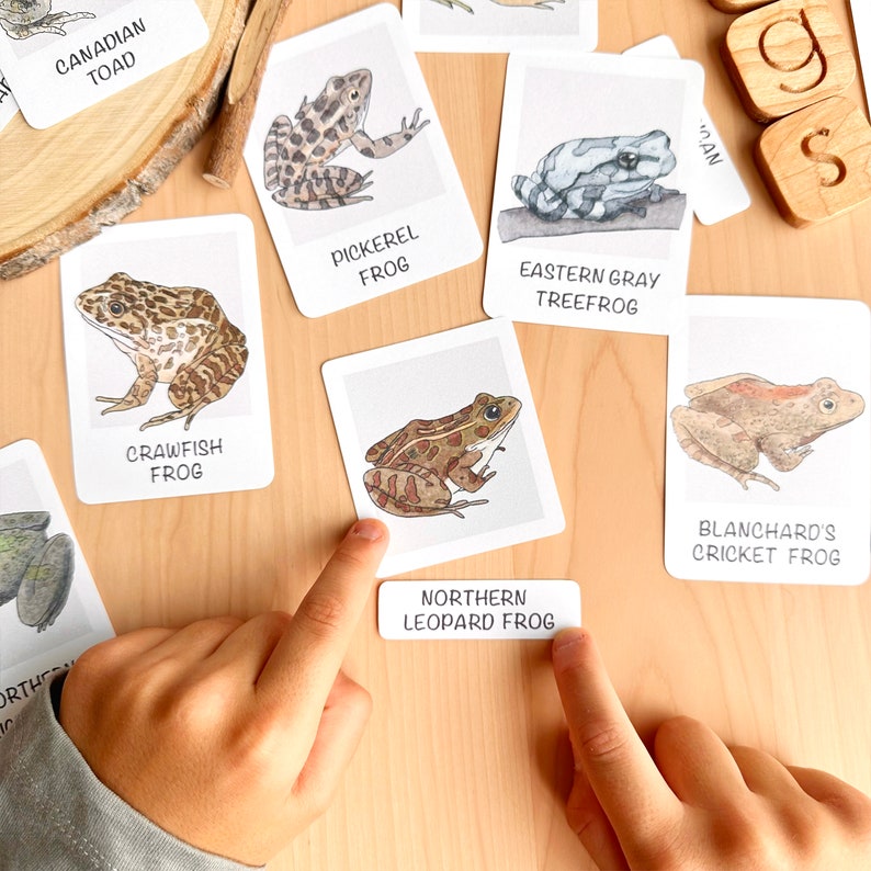 May include: A set of 10 flash cards featuring illustrations of different types of frogs. Each card has the name of the frog printed on it. The cards are on a wooden surface. The cards are being used to teach a child about different types of frogs.