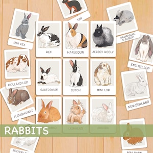 Cartes flash Lapins Ressources imprimables Montessori pour l'école à la maison Cartes de nomenclature pour l'étude de la nature Cartes flash pour tout-petits Cartes en 3 parties pour l'âge préscolaire