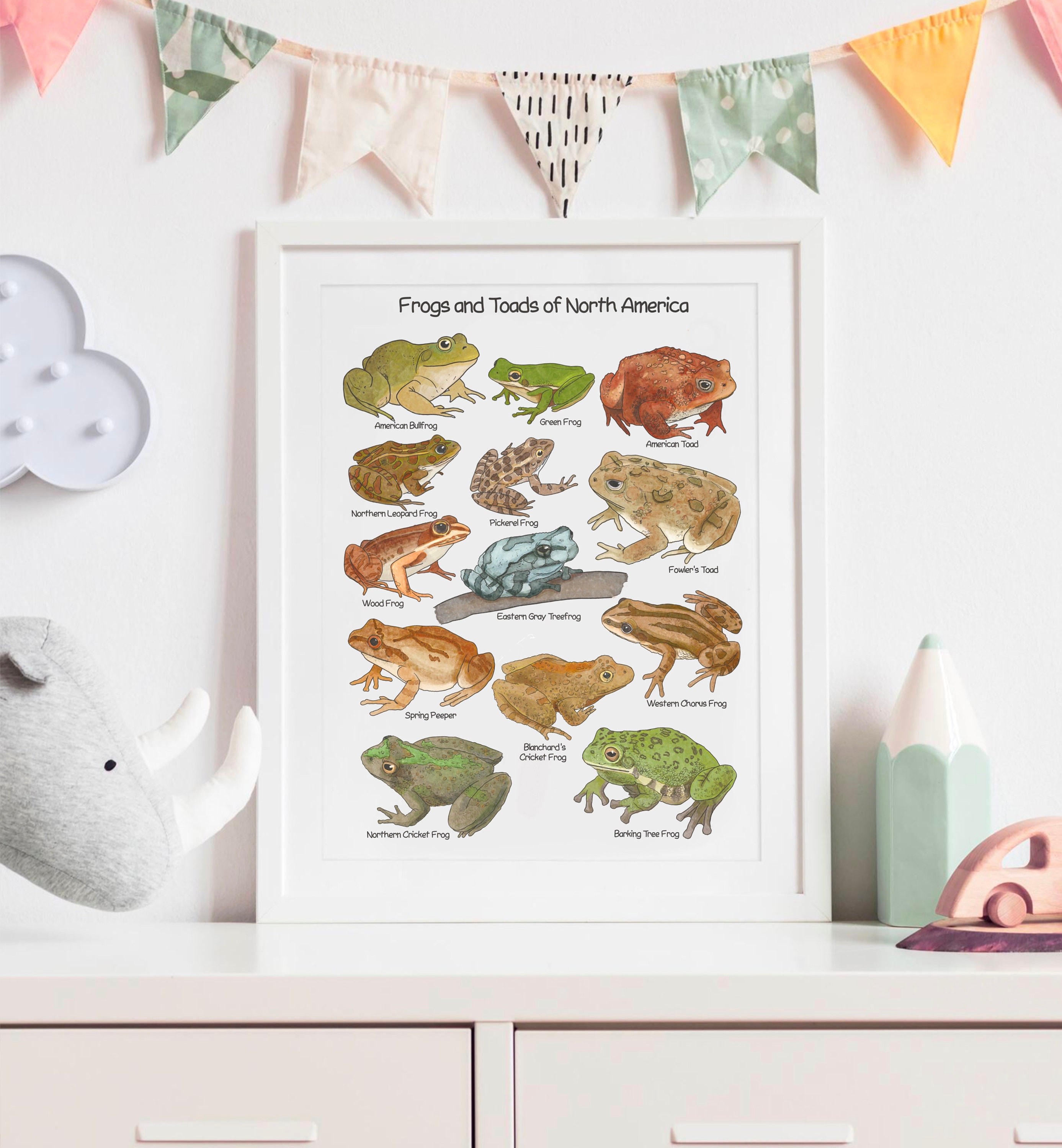 Frogs and Toads of North America Educational Poster Charlotte Mason ...