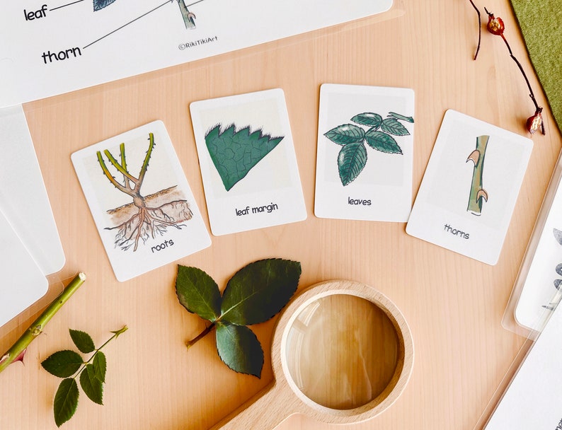 May include: A set of five illustrated cards showing different parts of a rose plant. The cards are labeled with the names of the parts: roots, thorns, leaves, leaf margin, and stem. The cards are on a wooden surface.