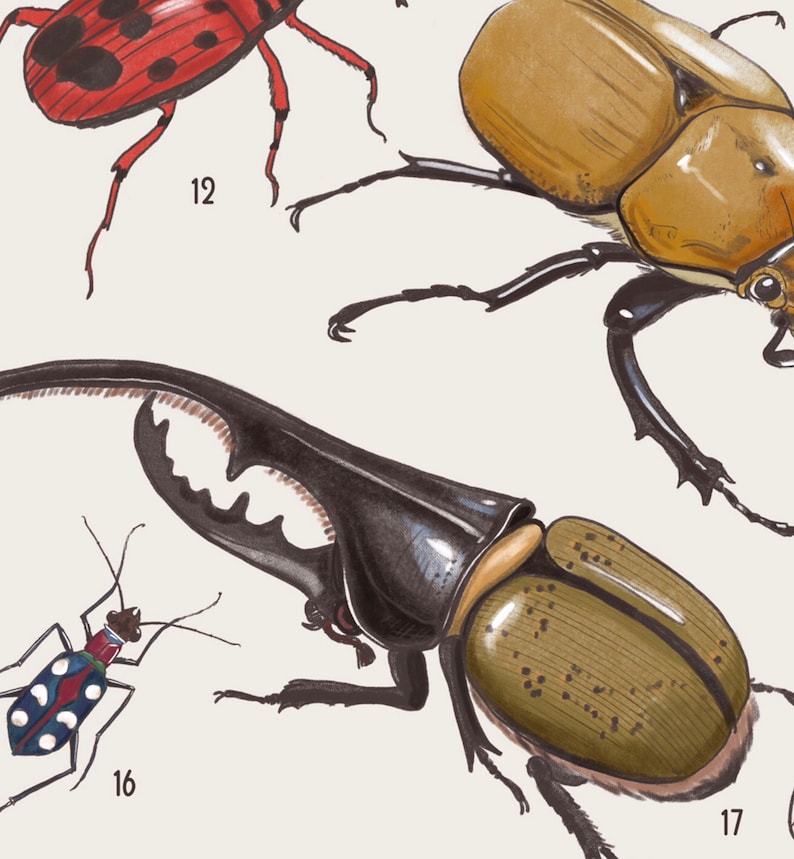 May include: Illustration of three different types of beetles. The first beetle is red with black spots and long legs. The second beetle is brown with a large horn and black legs. The third beetle is black with a long horn and green and black markings. The beetles are labeled with numbers 12, 17, and 16.