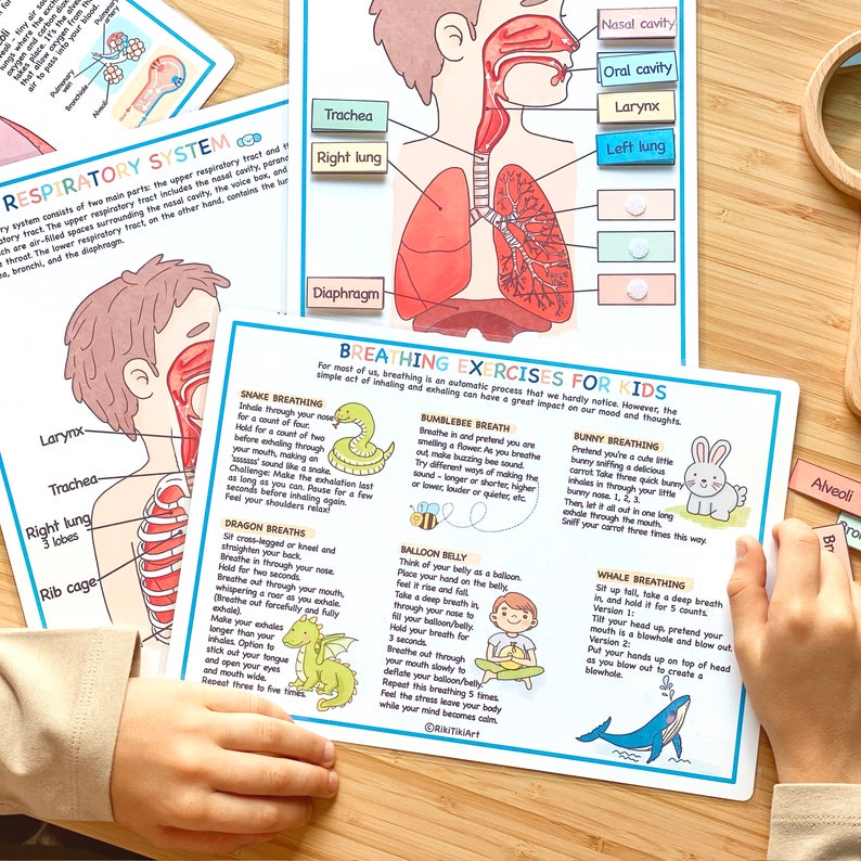 Ensemble du système respiratoire Anatomie humaine Feuilles de travail préscolaire Activités pour tout-petits École à la maison Imprimables éducatives Apprentissage du corps humain image 7