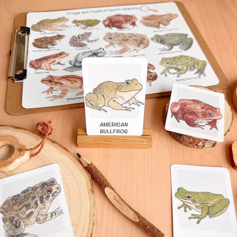 May include: A set of illustrated flashcards featuring different types of frogs from North America. The cards are white with a black border and feature a watercolor illustration of each frog. The cards are arranged on a wooden surface.