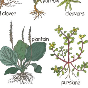 K&ouml;nnte beinhalten: Illustration von 10 verschiedenen Arten von Unkraut, darunter Wegerich, Schafgarbe, Kletten, Portulak und Rotklee. Jede Pflanze ist mit ihren Wurzeln und Bl&auml;ttern dargestellt.