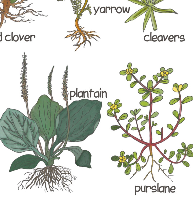 K&ouml;nnte beinhalten: Illustration von 10 verschiedenen Arten von Unkraut, darunter Wegerich, Schafgarbe, Kletten, Portulak und Rotklee. Jede Pflanze ist mit ihren Wurzeln und Bl&auml;ttern dargestellt.