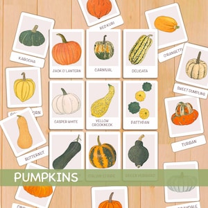 Peut inclure: Ensemble de cartes illustrées présentant différentes variétés de courges, telles que Jack O'Lantern, Butternut et Delicata. Les cartes sont disposées sur une surface en bois, avec le mot "PUMPKINS" en bas.