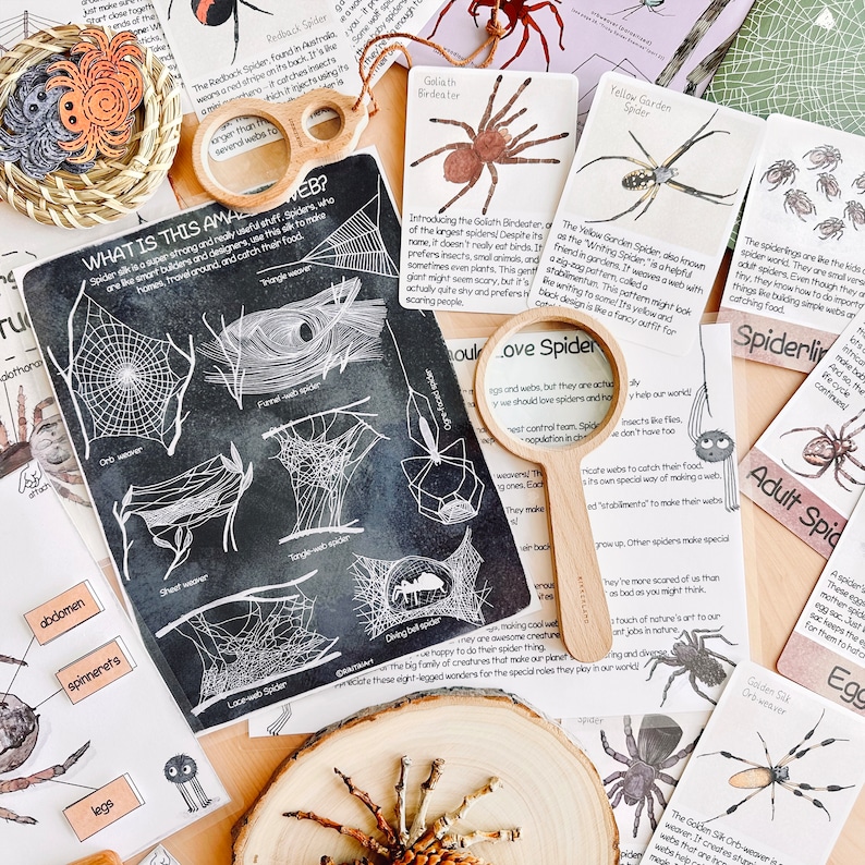 May include: A set of educational flashcards about spiders, featuring illustrations of different spider species and their webs. The cards include information about the Goliath Birdeater, Yellow Garden Spider, and Redback Spider. The cards are printed on white cardstock with black text and illustrations.