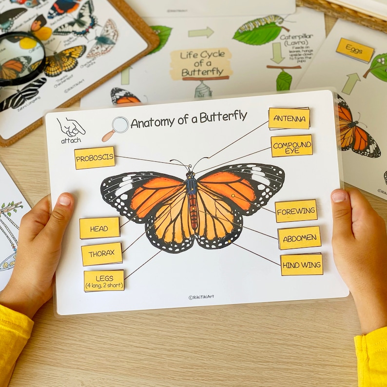 May include: A white board with a colorful illustration of a butterfly and yellow labels with the words "Anatomy of a Butterfly", "Proboscis", "Head", "Thorax", "Legs", "Antenna", "Compound Eye", "Forewing", "Abdomen", and "Hind Wing".