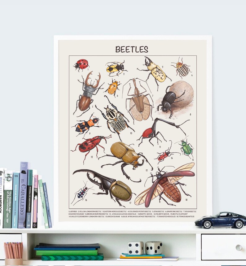 Beetle Educational Posters Homeschool Downloadable Prints | Etsy