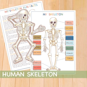 Human Skeleton Busy Book Page, Printable Montessori Materials, Educational Prints
