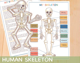 Human Skeleton Busy Book Page, Printable Montessori Materials, Educational Prints