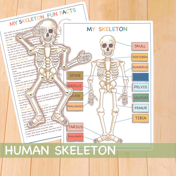 Human Skeleton Busy Book Page, Printable Montessori Materials, Educational Prints