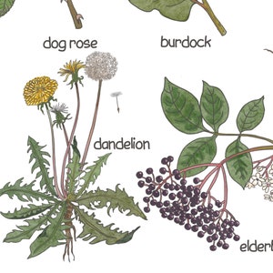 K&ouml;nnte beinhalten: Illustration von f&uuml;nf verschiedenen Pflanzen mit ihren Namen: L&ouml;wenzahn, Hundsrose, Klette, Holunder. Der L&ouml;wenzahn hat gelbe Bl&uuml;ten und gr&uuml;ne Bl&auml;tter. Die Hundsrose hat rosa Bl&uuml;ten und gr&uuml;ne Bl&auml;tter. Die Klette hat gr&uuml;ne Bl&auml;tter. Der Holunder hat lila Beeren und gr&uuml;ne Bl&auml;tter.