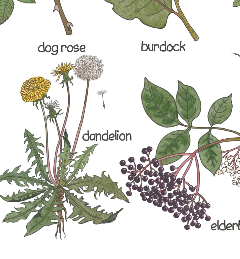K&ouml;nnte beinhalten: Illustration von f&uuml;nf verschiedenen Pflanzen mit ihren Namen: L&ouml;wenzahn, Hundsrose, Klette, Holunder. Der L&ouml;wenzahn hat gelbe Bl&uuml;ten und gr&uuml;ne Bl&auml;tter. Die Hundsrose hat rosa Bl&uuml;ten und gr&uuml;ne Bl&auml;tter. Die Klette hat gr&uuml;ne Bl&auml;tter. Der Holunder hat lila Beeren und gr&uuml;ne Bl&auml;tter.