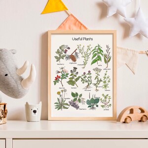 K&ouml;nnte beinhalten: Ein druckbarer Poster mit Illustrationen von 14 verschiedenen Pflanzen, die jeweils mit ihrem gebr&auml;uchlichen Namen beschriftet sind. Der Poster hat einen wei&szlig;en Hintergrund und einen braunen Holzrahmen. Der Titel des Posters lautet "N&uuml;tzliche Pflanzen".